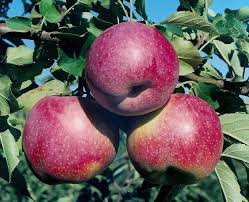 При правильном выращивании яблони дают отличный резудбтат