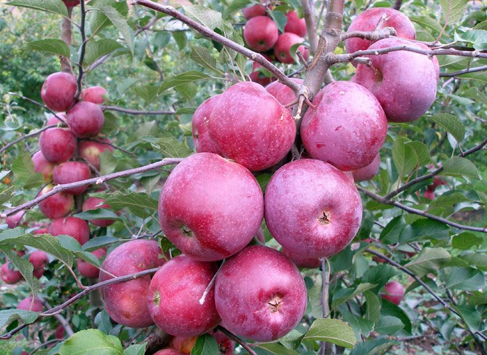 Флорина - вкусные и ароматные яблоки