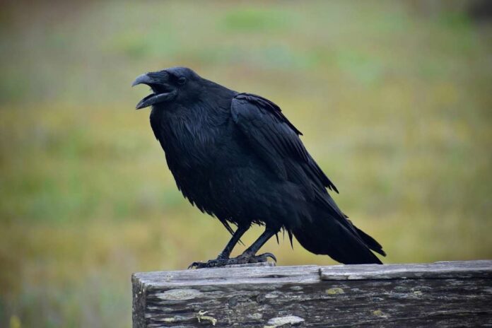 Черный ворон