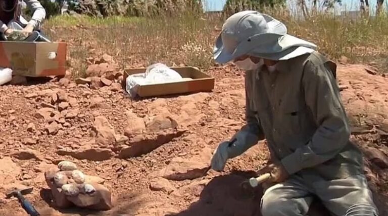 Ученые нашли в Бразилии гнездо с яйцами динозавра