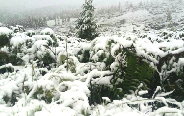 В Карпатах выпал снег толщиной в несколько сантиметров