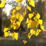 листья березы