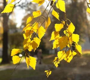 листья березы