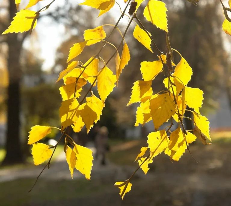 листья березы