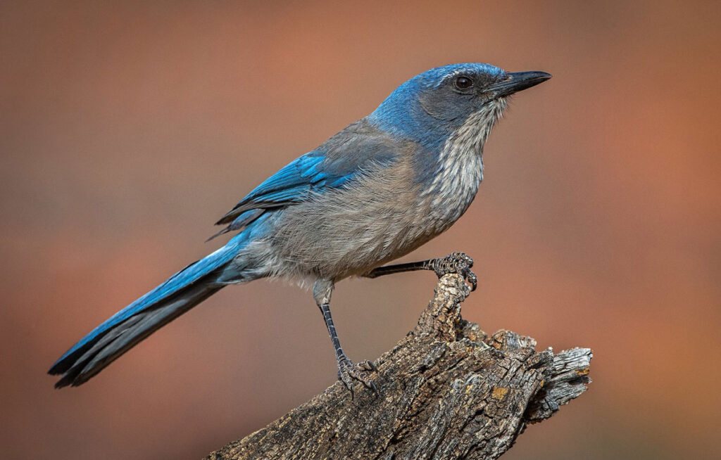 Кустарниковая сойка