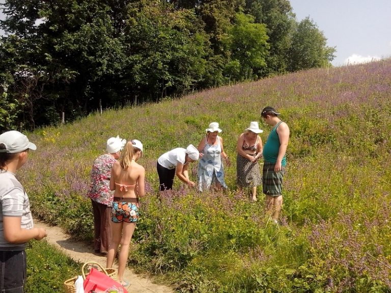 Пенсионеры Сумщины собирают целебные травы для бойцов АТО (ФОТО)