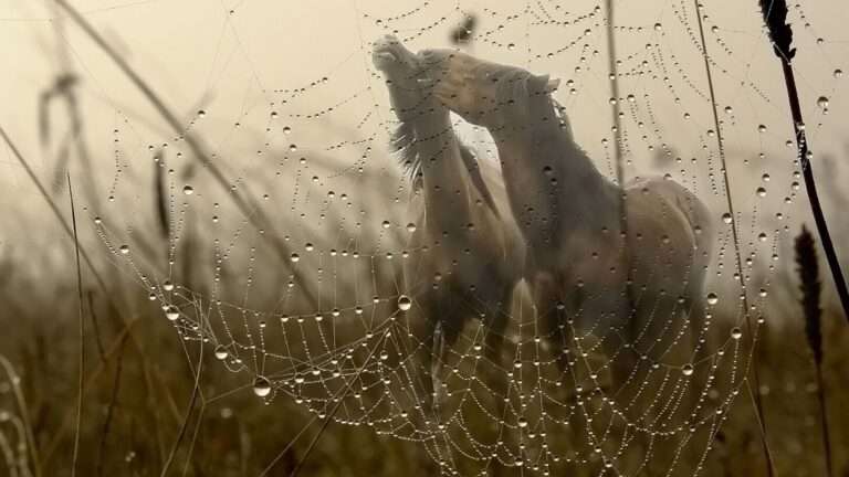 Лошади в тумане