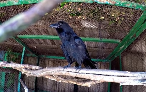 «Очень крутой говорящий ворон»:  в сеть выложили видео идеально говорящей птицы