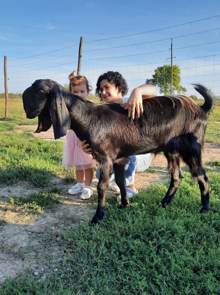 кози