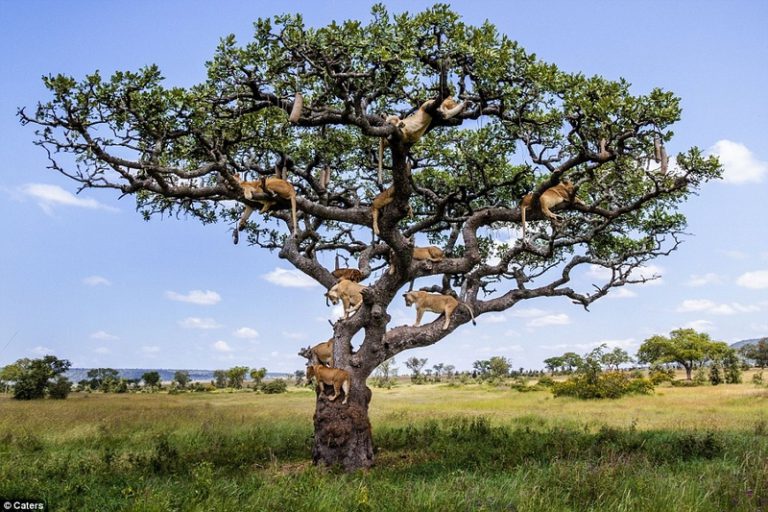Львов, отдыхающих на дереве, запечатлела фотограф из Австралии (ФОТО)