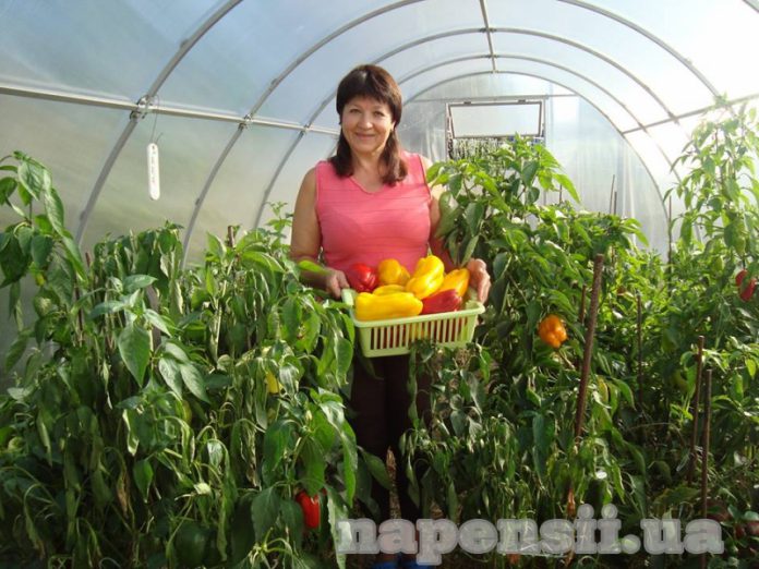 Киевлянка выращивает перцы размером с литровую бутылку