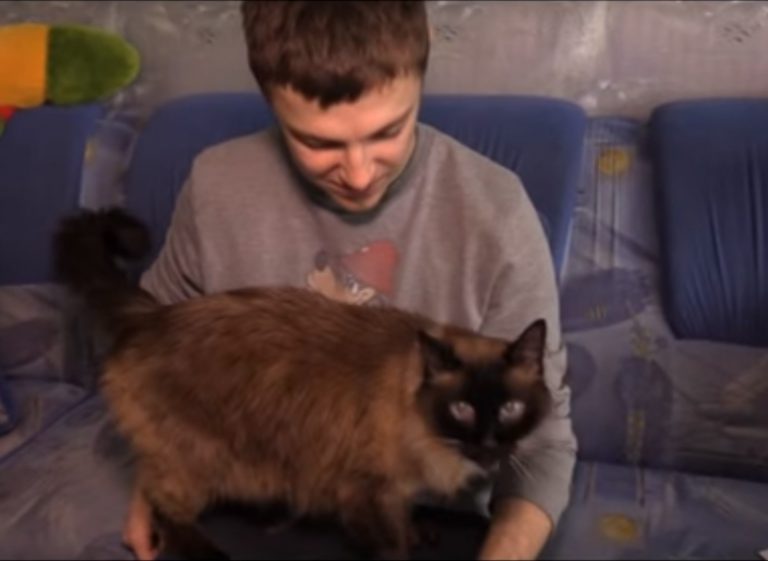 Украинский кот-долгожитель отметил свое 20-летие