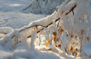 Солнечный луч