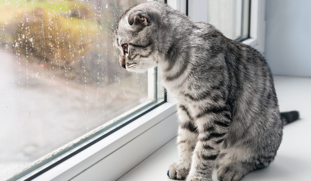 котик один