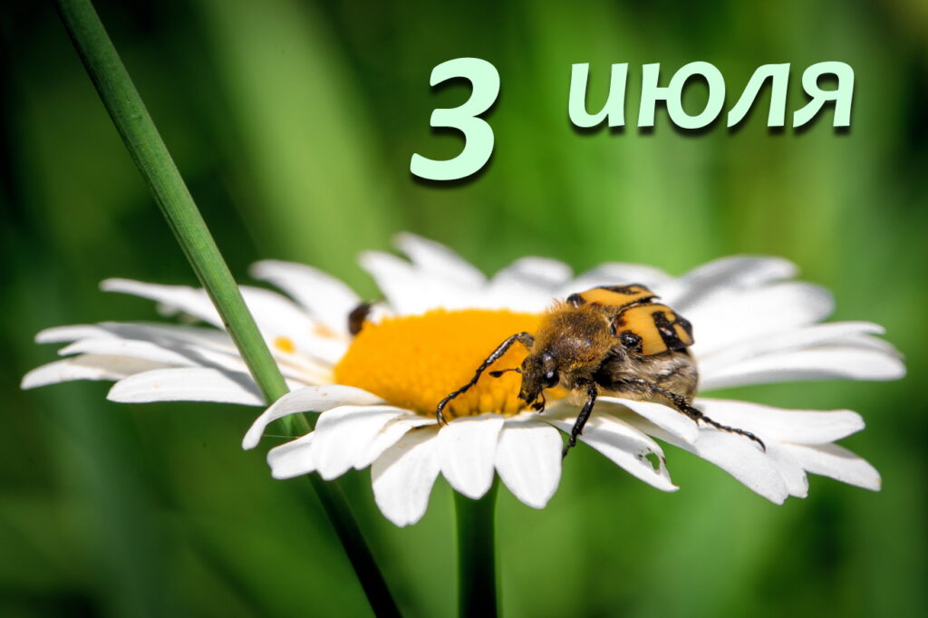 3 июля праздники
