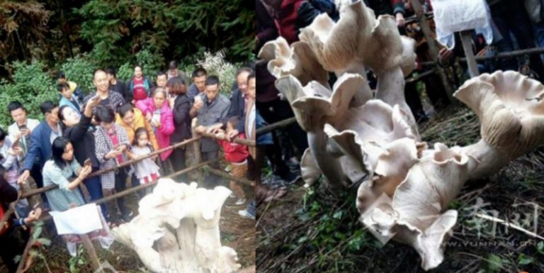 Китайский пенсионер нашел гигантский гриб