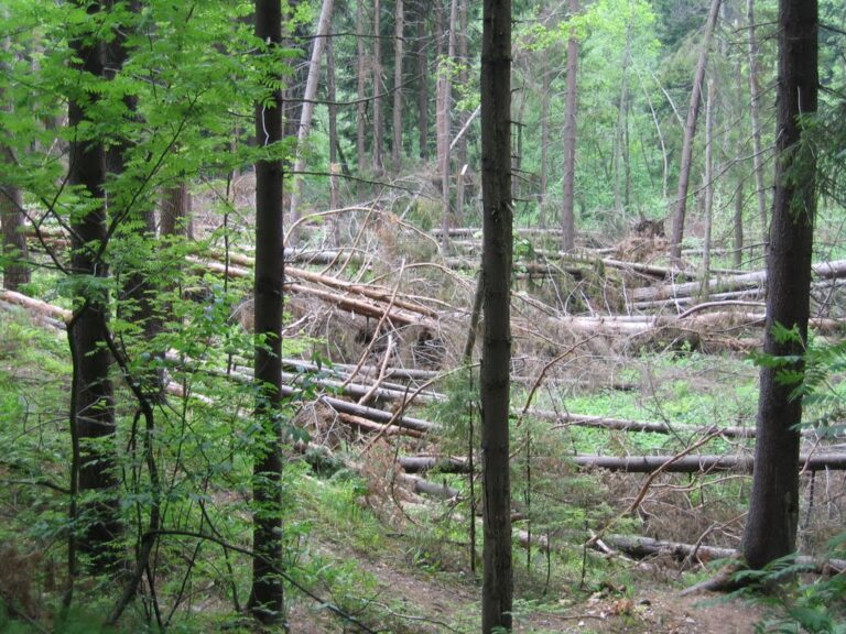 Самовольная рубка дров в лесу грозит украинцам серьезным наказанием: статьи закона и размеры штрафов