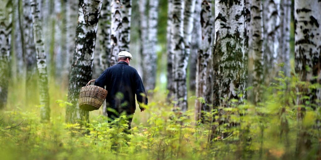 как не заблудиться в лесу