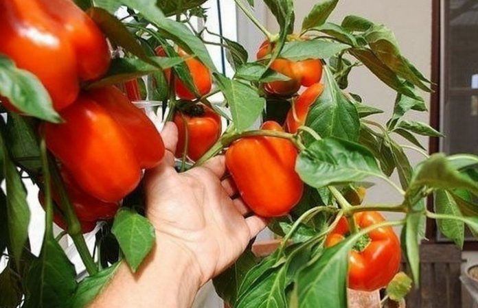 Житель Івано-Франківщини вирощує на підвіконні солодкий перець