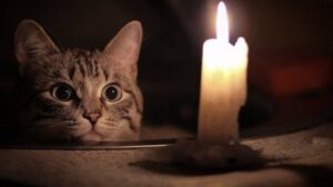 Веерные отключения