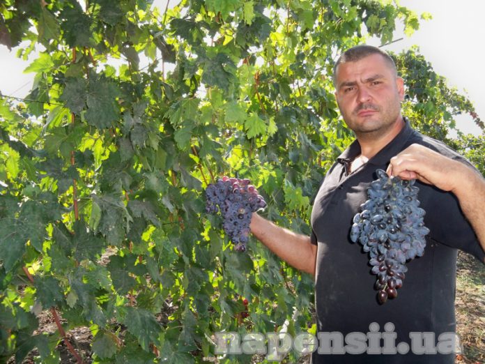 Одессит выращивает виноград со вкусом земляники и карамели
