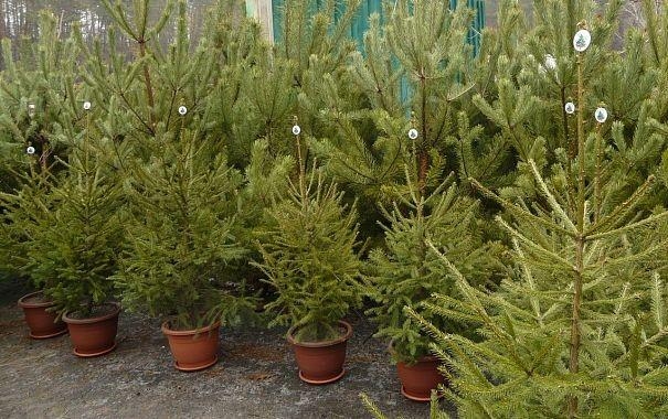 В Украине начинается реализация новогодних елок