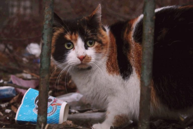 В Одессе стартовала программа бесплатной стерилизации бездомных котов