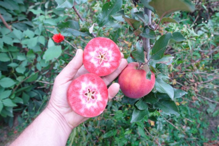 Хмельничанин вирощує червоном’ясі яблука