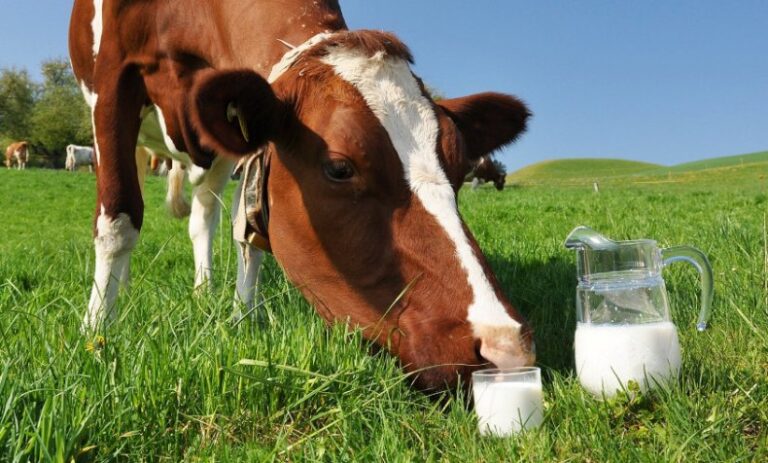 Молоко в Украине с сентября будет с новыми ценами: производители назвали основные причины подорожания продукта