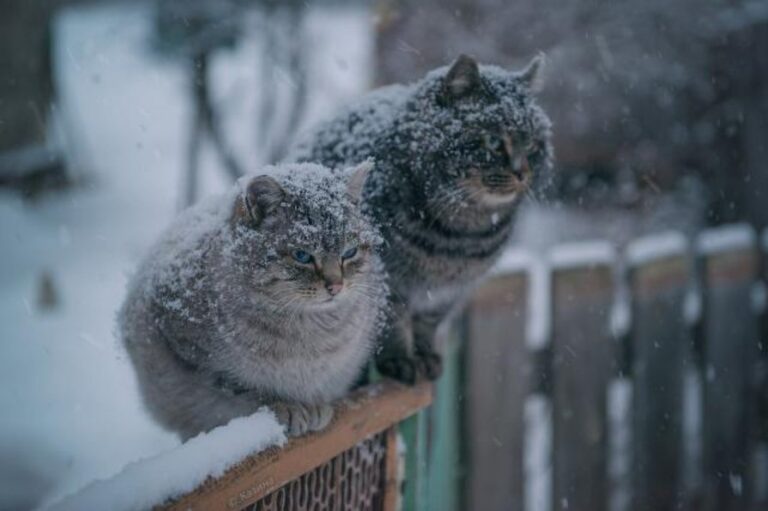 Коты под снегом