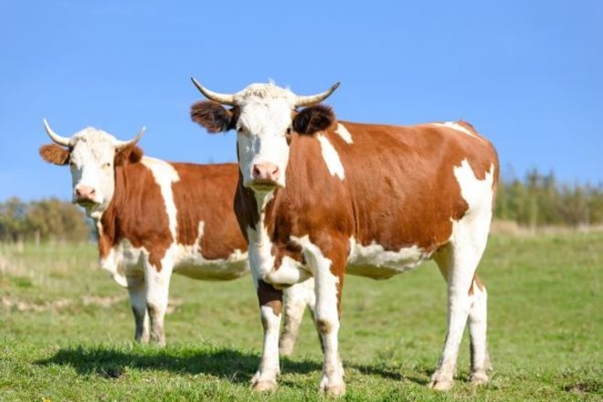 Как получить дотацию на крупный рогатый скот?