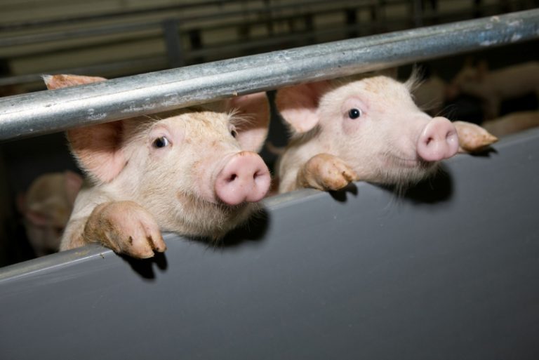 Населению предлагают платить из Госбюджета компенсацию за изъятых свиней