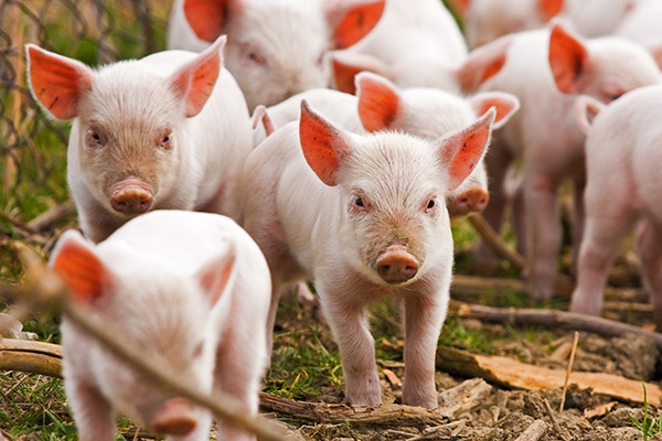 Африканская чума свиней выявлена в четырех областях