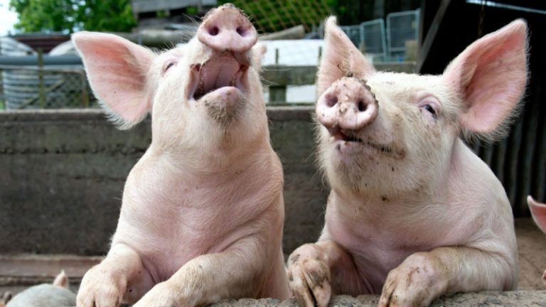 Африканская чума свиней не дремлет: новые очаги в Одесской области