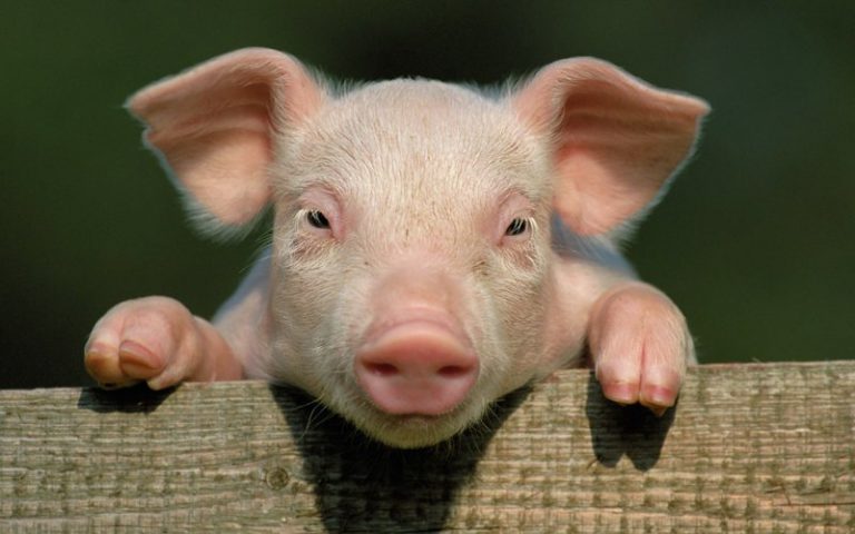 АЧС: где свиньи продолжают болеть, а где угрозы нет
