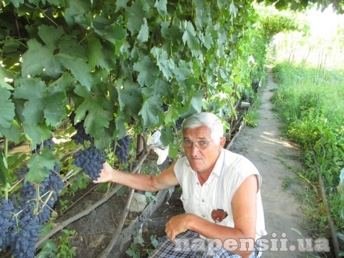 Виноградарь рассказал о самых лучших сортах восточной части страны