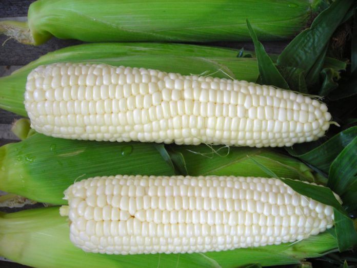 Біла цукрова  кукурудза — користь для споживача