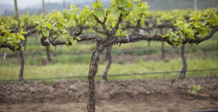 Разновидности способов посадки саженцев винограда