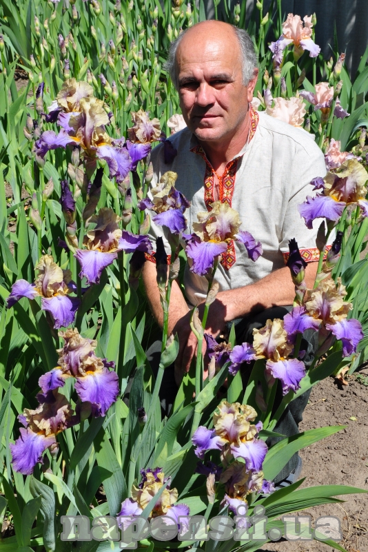 Цветовод из Днепропетровской области выращивает 300 сортов ирисов