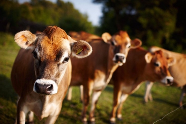 Львовский фермер содержит коров, которые дают молоко с самыми высокими показателями жира и белка