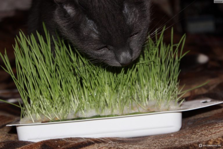 Как организовать мини-огород для кошки?