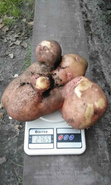 На Волыни выкопали гигантский картофель