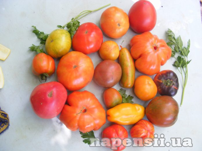 Как получить щедрый урожай томатов?