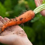 Где нельзя сажать морковь