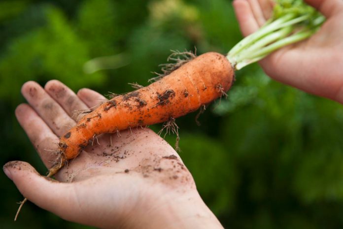 На каких почвах не растет морковь?