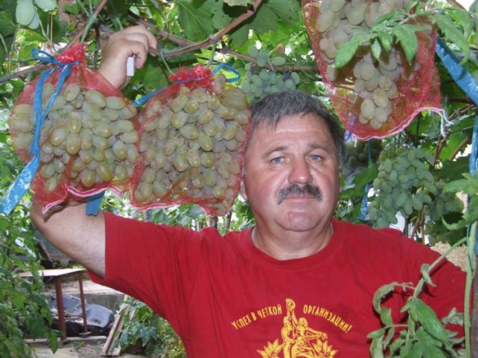 Кобзарь из Беляевки выращивает лучшие сорта винограда