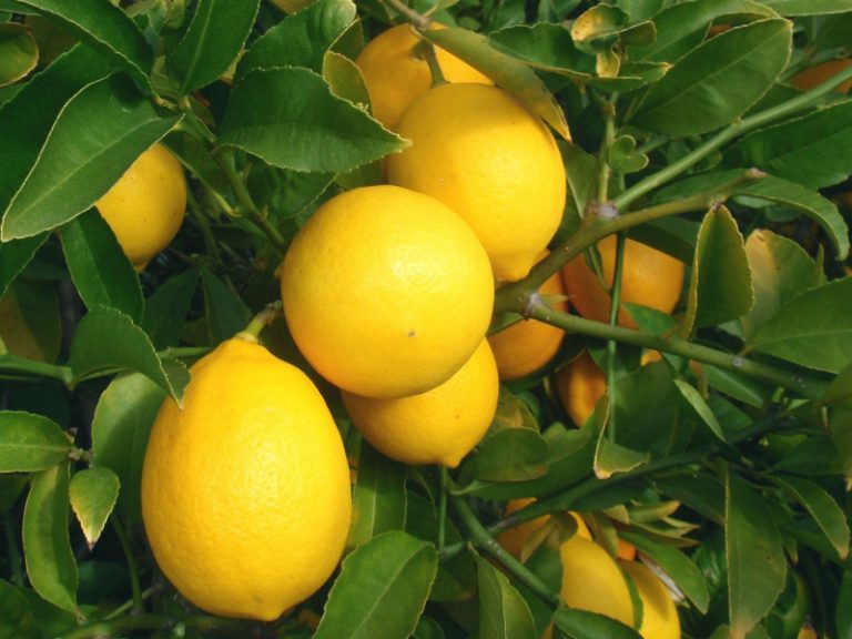 Черкасские лесоводы выращивают лимоны