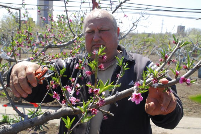 Выращиваем персики: что является залогом урожая?