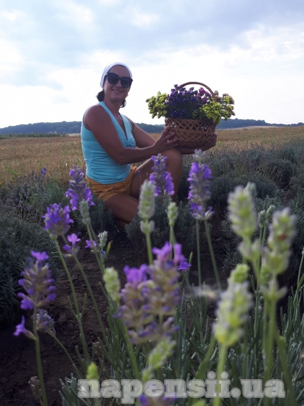 Жительница Тернопольской области выращивает лавандовое поле
