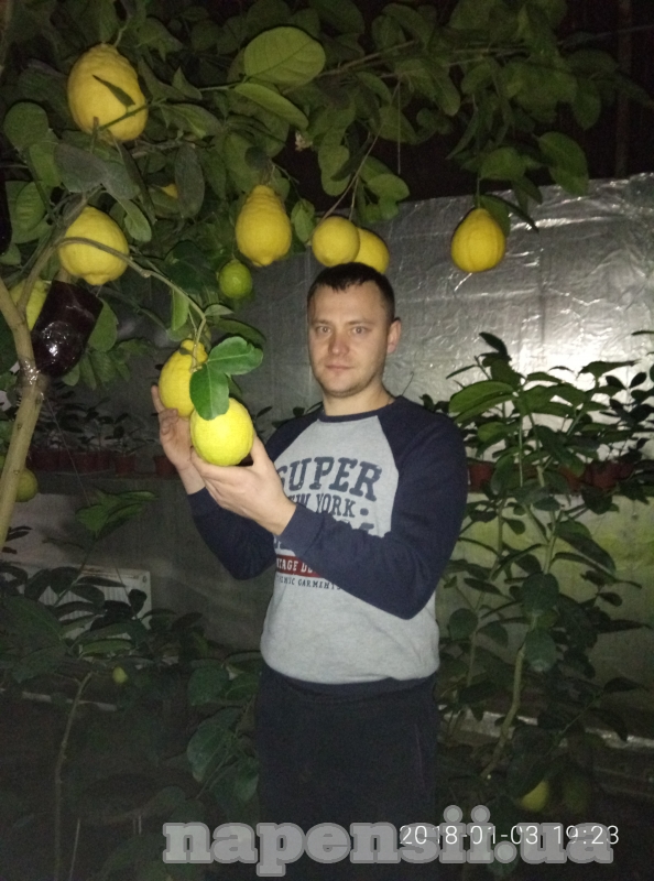 Одессит выращивает лимоны весом 1 кг и более
